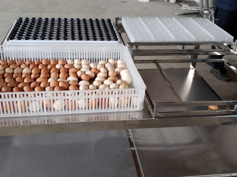 Transfer Commercial Automatic Egg Candling Table Equipment Machine