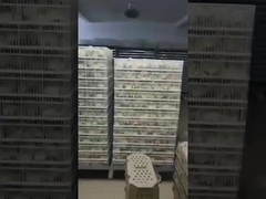 En yaygın inkubatör türü nedir?